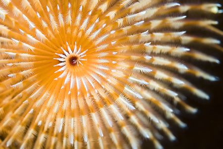 Bonaire Christmas Tree Worm from a different angle by Karl Dietz 
