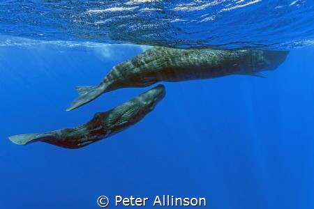 Taken under permit, mother sperm whale and her calf by Peter Allinson 