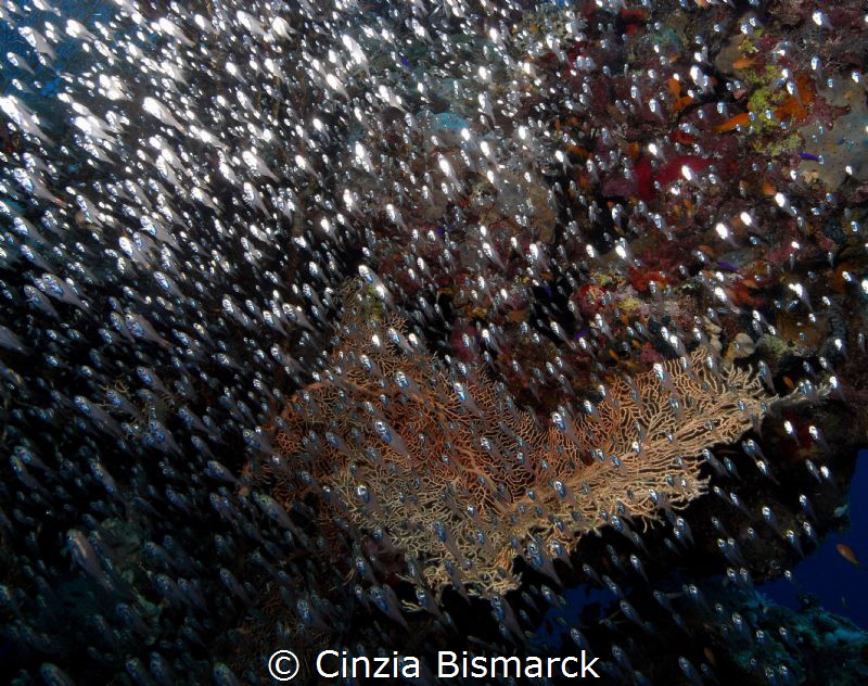 Explosion of glass reflections by Cinzia Bismarck 