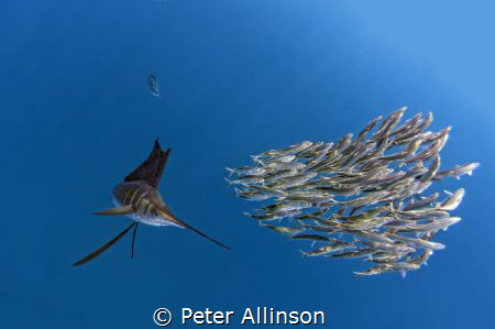 Sailfish hunting sardines about 30-40 miles off the coast... by Peter Allinson 