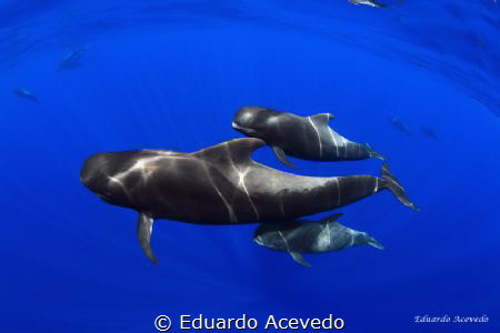Pilot whales in the open ocean of the Canary Island,Tener... by Eduardo Acevedo 