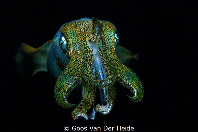 Juvenile Squid by Goos Van Der Heide 