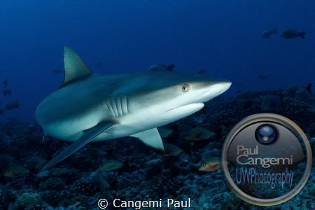 Grey shark of Rangiroa, Tuamotus. Eos 7D, Hugyfot Housing... by Cangemi Paul 