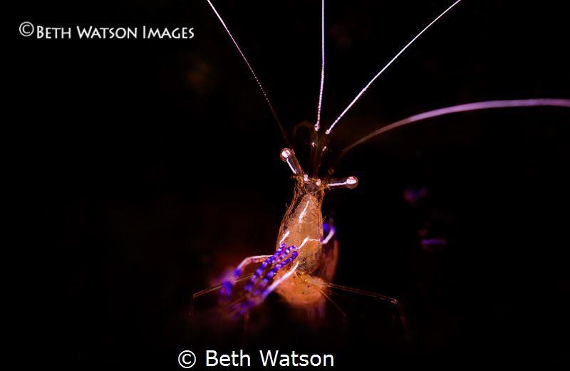 Pederson Cleaner Shrimp...snoot by Beth Watson 