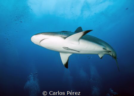 Caribbean Reef Shark Dive by Carlos Pérez 