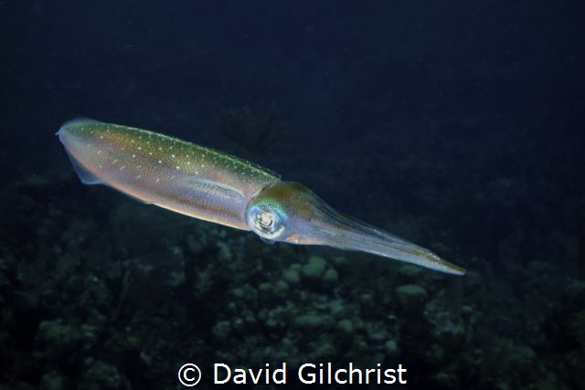 Reef Squid, Roatan by David Gilchrist 