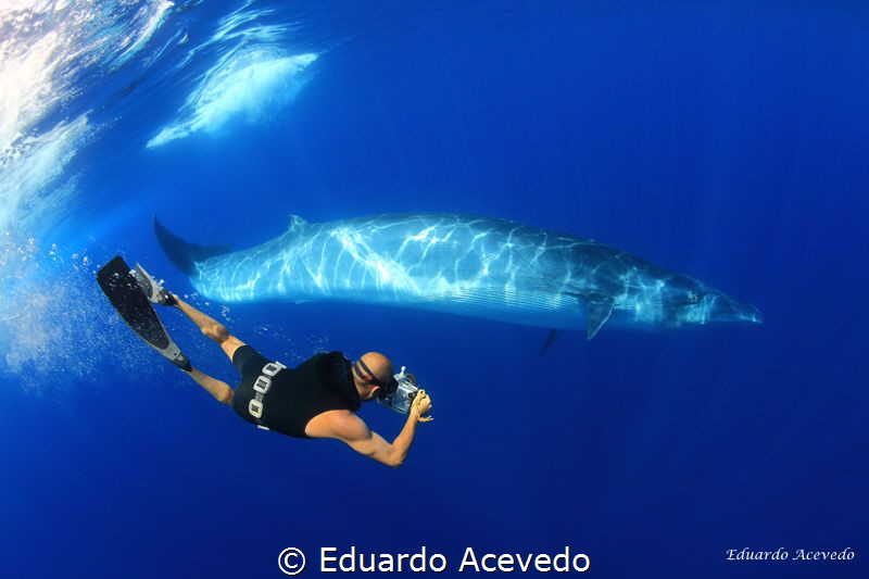 Bryde Whlale in the blue ocean and one of my best friends... by Eduardo Acevedo 