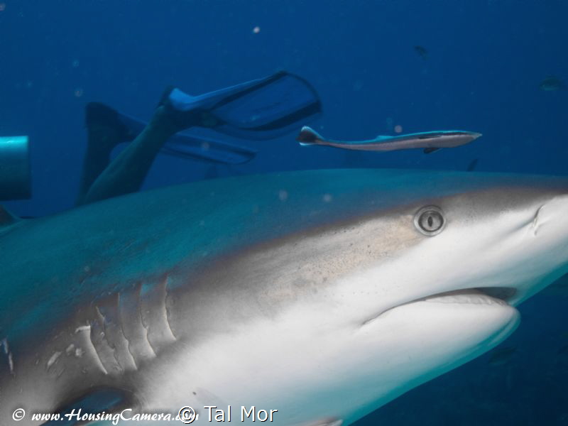 Shark up close - Image uploaded for testing purposes , ta... by Tal Mor 