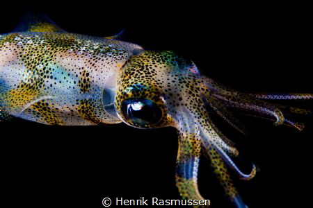 squid at nightdive by Henrik Rasmussen 