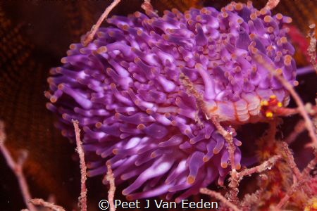 Colorful walking sea anemone by Peet J Van Eeden 