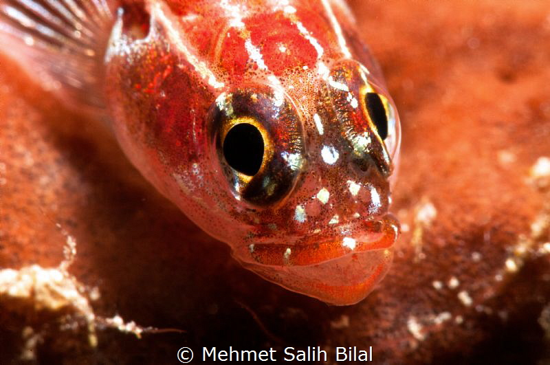 Goby with the eggs in its mouth. by Mehmet Salih Bilal 