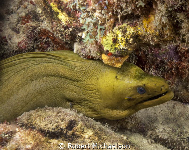 Green Moray at Monte's Divi dive site Bonaire by Robert Michaelson 