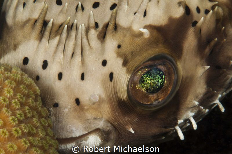 Typically shy burr fish taken at Something Special in Bon... by Robert Michaelson 
