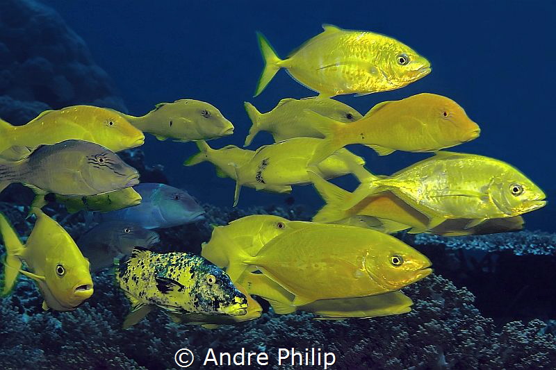 Yellow on Blue - a mixed group of yellow trevallys and go... by Andre Philip 