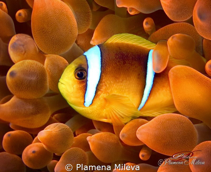 Two-Banded Clownfish & anemone by Plamena Mileva 