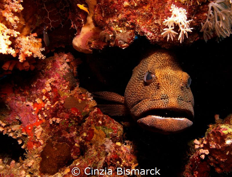 CLOSE TO THE GROUPER by Cinzia Bismarck 