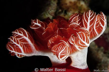 soft red
 by Walter Bassi 