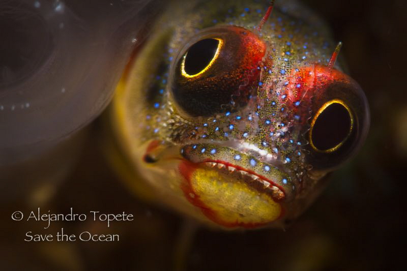 Blenny in front, Acapulco Mexico by Alejandro Topete 