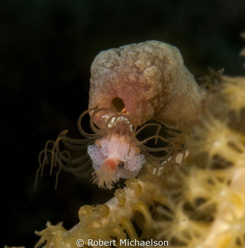 This is a hydroid living in a sponge attached to an octoc... by Robert Michaelson 