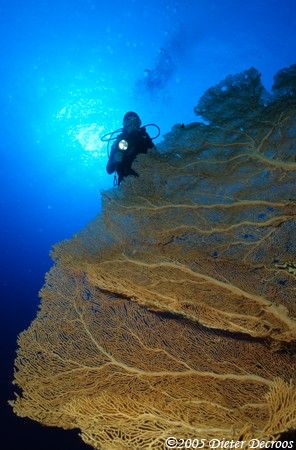 Diver next to wonderful gorgones by Dieter Decroos 