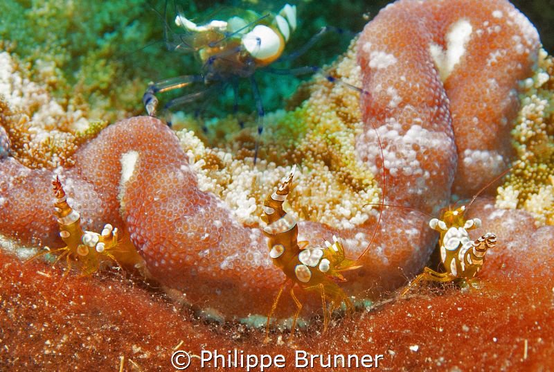 Juvenil clown shrimp
 by Philippe Brunner 