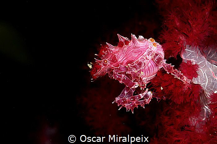 candy crab by Oscar Miralpeix 