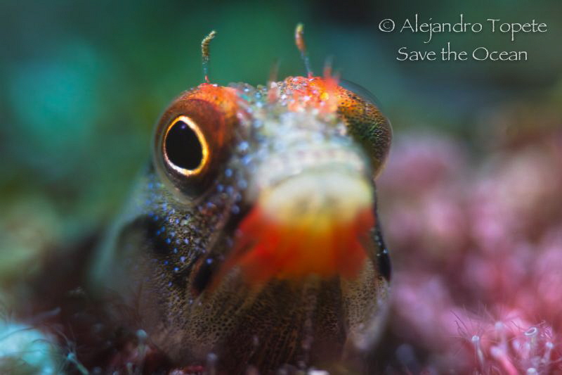 Blenny with Pink, Acapulco Mexico by Alejandro Topete 