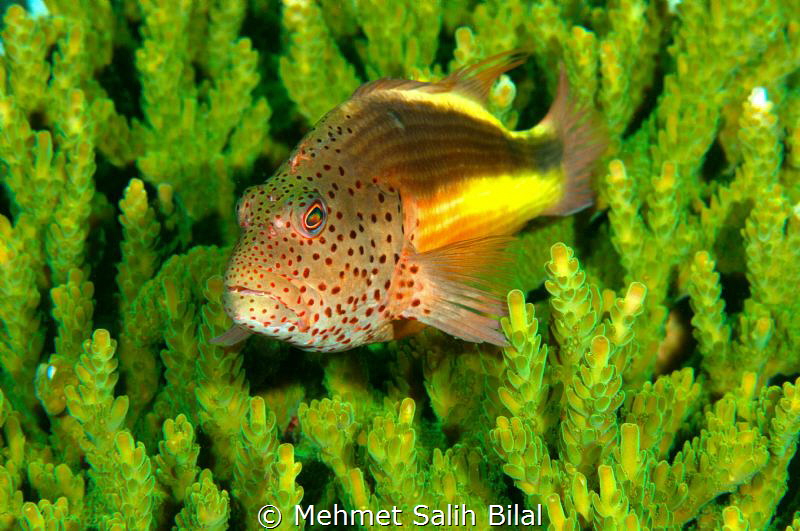 An hawkfish in green. by Mehmet Salih Bilal 