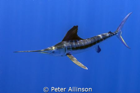 Taken about 10-20 miles off the coast of Cancun, we were ... by Peter Allinson 