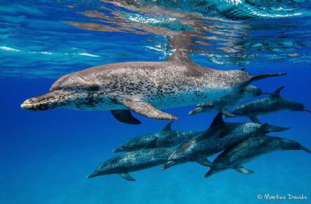 Not so synchronized swim team of the Bahamas. Shot around... by Markus Davids 