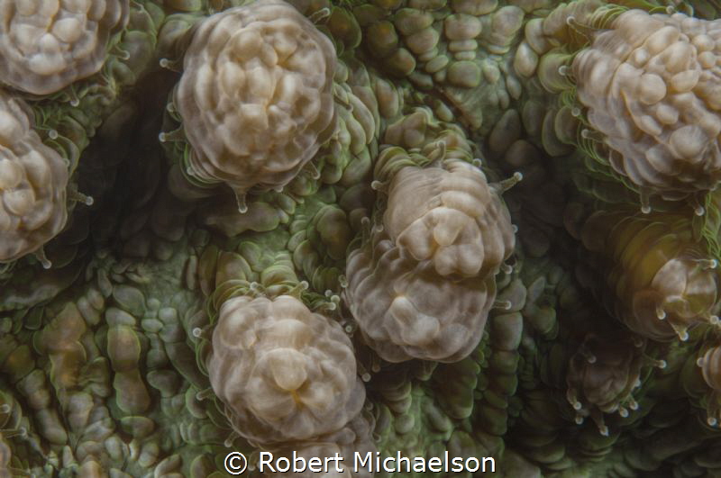 Coral abstract using Nikon d90 with 105 macro. Dual Strobes by Robert Michaelson 
