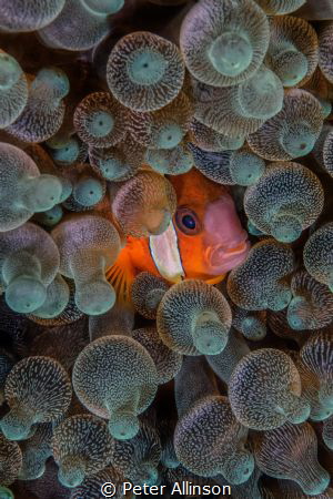 Clownfish swimming in an anemone by Peter Allinson 