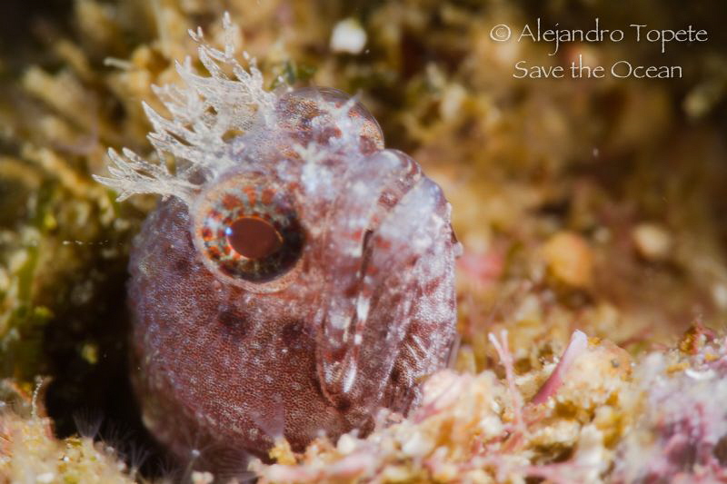 Blenny with crown, Acapulco Mexico by Alejandro Topete 