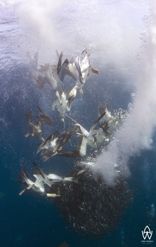 Gannets diving and swimming down to feast on a bait ball ... by Allen Walker 