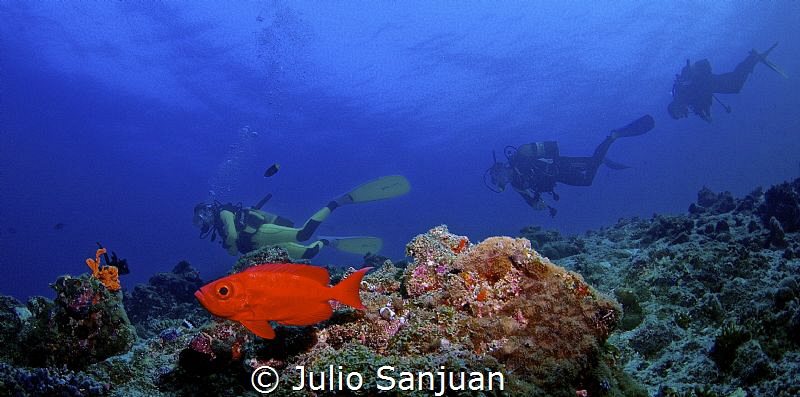 Glasseye fish and divers by Julio Sanjuan 
