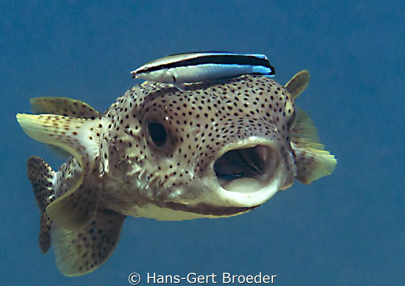 Porcupinefish
Don't eat your cleanerfish by Hans-Gert Broeder 
