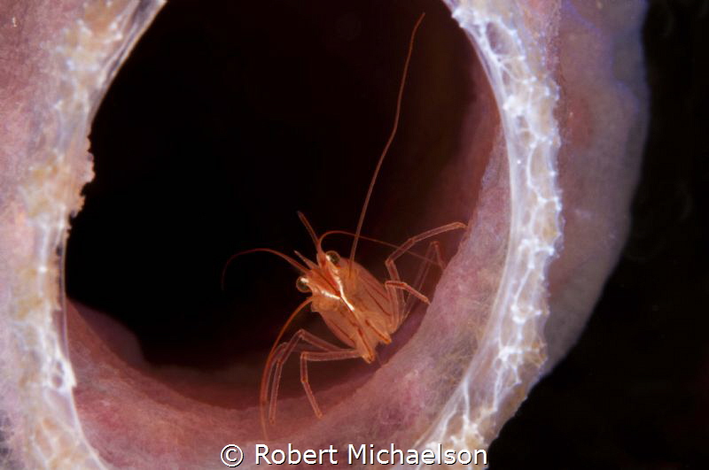 Peppermint Shrimp at Cliff, Bonaire by Robert Michaelson 