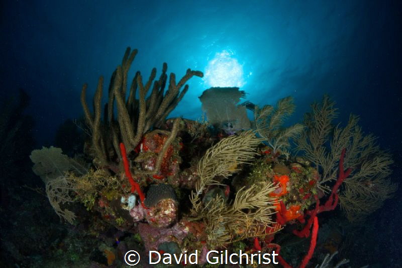 Reef Scenic, Roatan Marine Park, Texas Drift Dive by David Gilchrist 