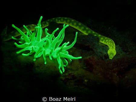 Sharptail Eel & anemone, glowing at night, using blue lig... by Boaz Meiri 