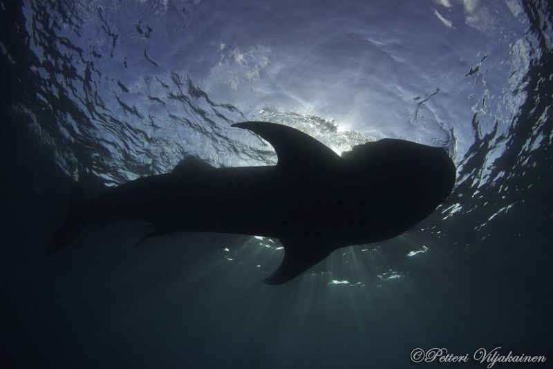 Whale shark silouette by Petteri Viljakainen 