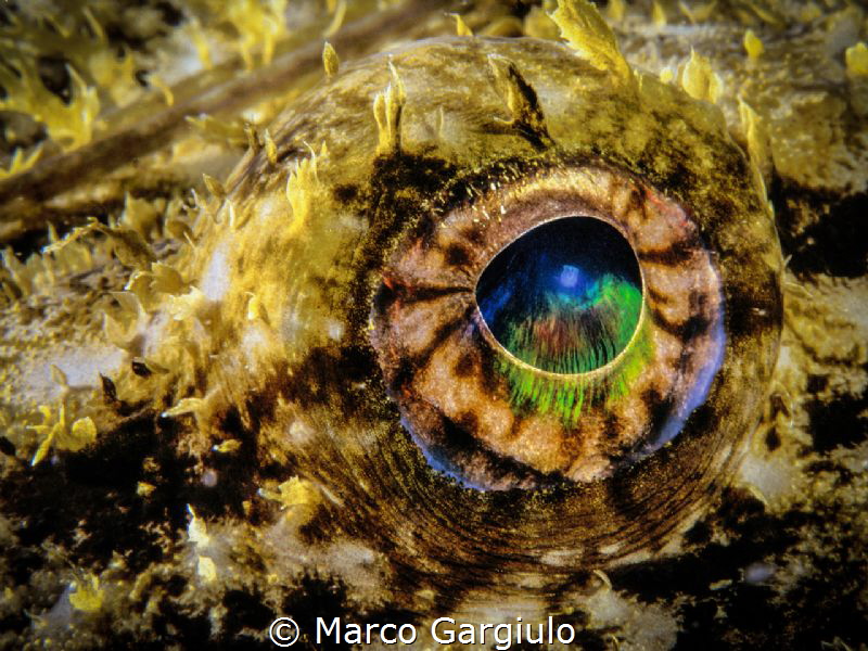 Lophius eye, fuji velvia
 by Marco Gargiulo 