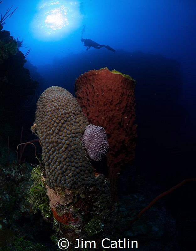 Giant star and barrel sponge formation on Grand Cayman's ... by Jim Catlin 