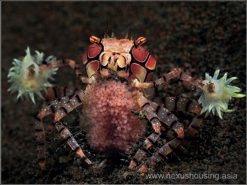 Boxer crab :) by Gregory Sin 