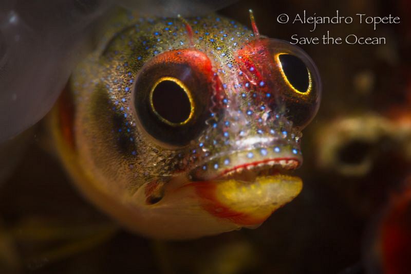 Blenny smile, Acapulco Mexico by Alejandro Topete 
