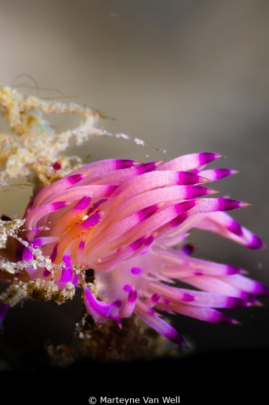 A flabellina rubrolineata showing its vibrant colours whi... by Marteyne Van Well 
