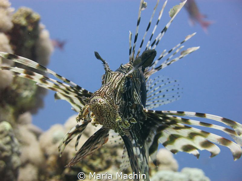This shot was taken on the house reef at the Sheraton Hot... by Maria Machin 