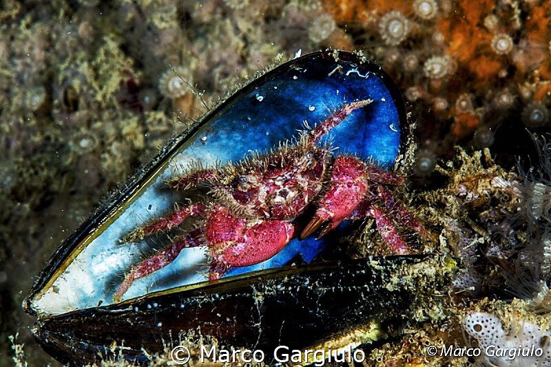 Red crab by Marco Gargiulo 