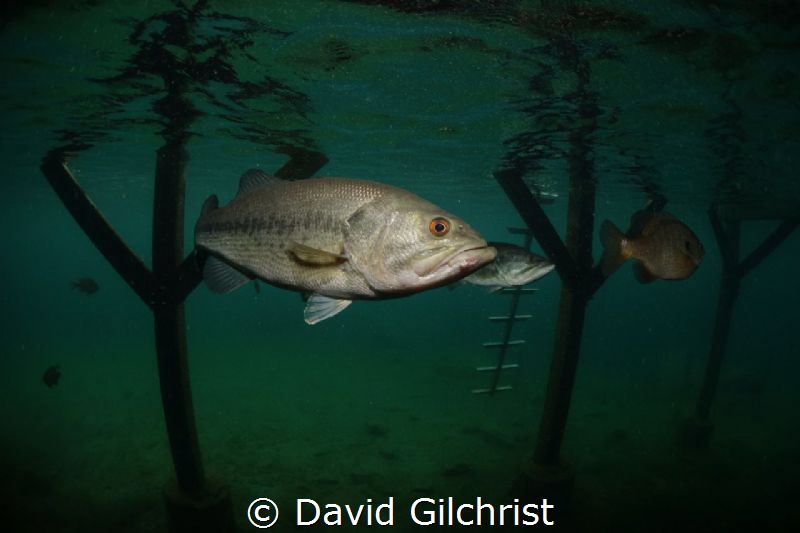 'Under the Dock' Nice size bass hanging out under dock at... by David Gilchrist 