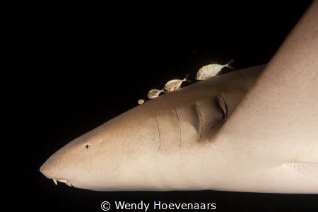 Nurse shark with buddies by Wendy Hoevenaars 