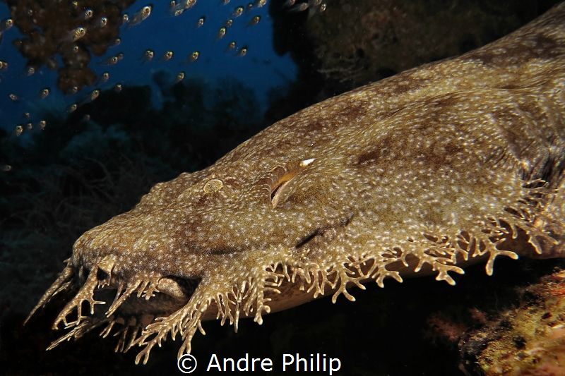 Profil of the flathead-shark - a wobbegong in raja ampat by Andre Philip 